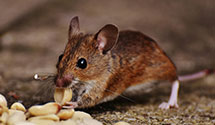 24 Hour & Emergency Exterminators in Paulina, OR